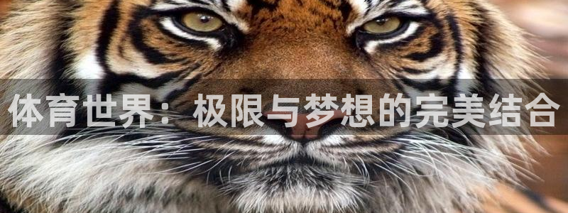 vsport体育官网下载平台是正规平台吗安全吗:体育世界:极